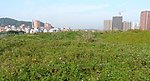 绿化城市