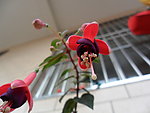 灯笼花