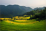 梯田