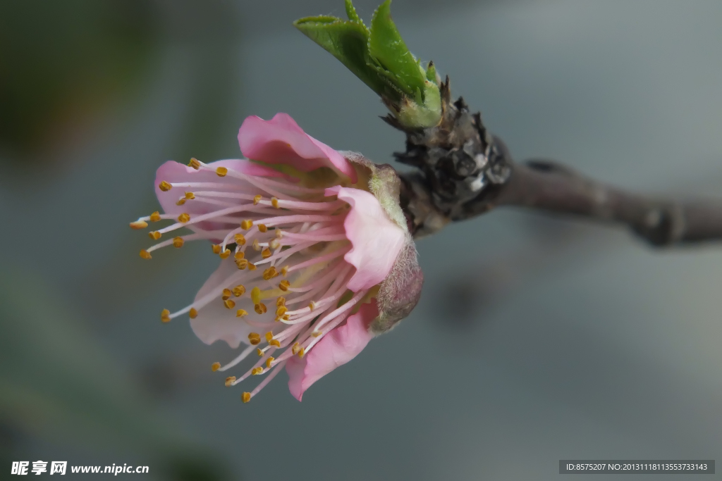 桃花 一点红