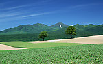 田野
