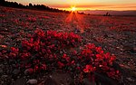 夕阳