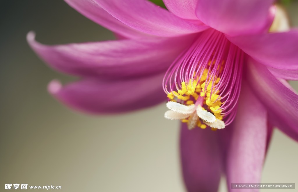 花蕊