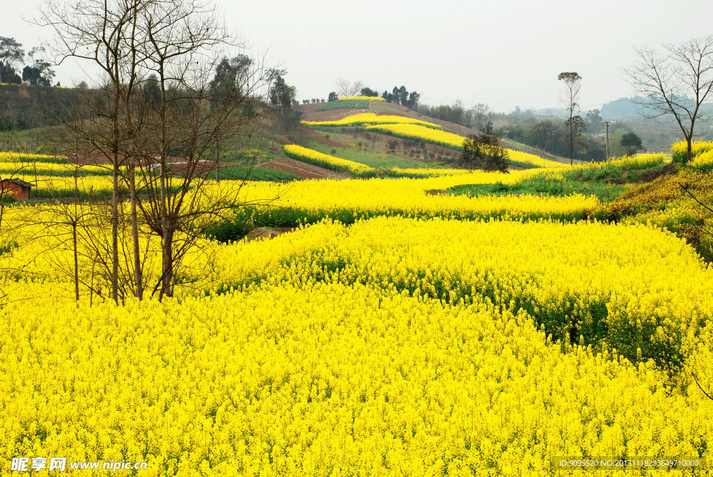 田园景观