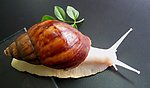 蜗牛