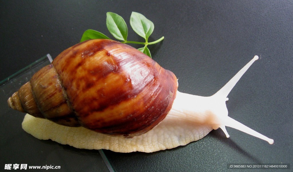 蜗牛