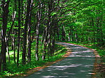 绿荫路