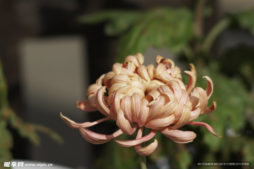 瘦西湖菊花
