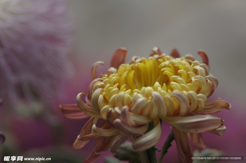 瘦西湖菊花