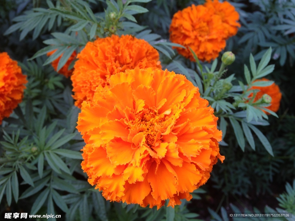 菊花
