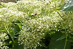 蜜蜂采蜜