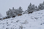 不畏风雪 牛群