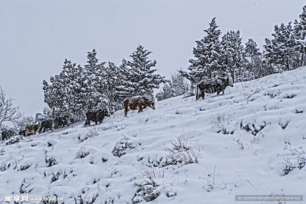 不畏风雪 牛群