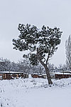 冰天雪地一劲松