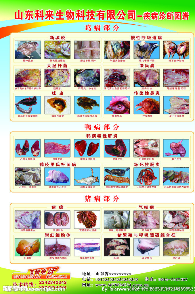 鸡病疾病诊断图谱