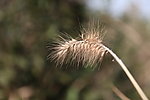 狗尾巴草