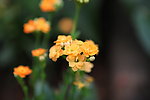 花草