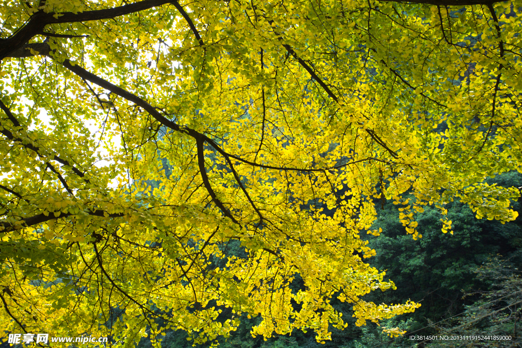 茂密的黄树叶