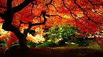 一棵大树