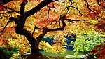 一棵大树