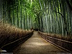 竹林