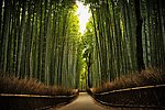 林荫大道