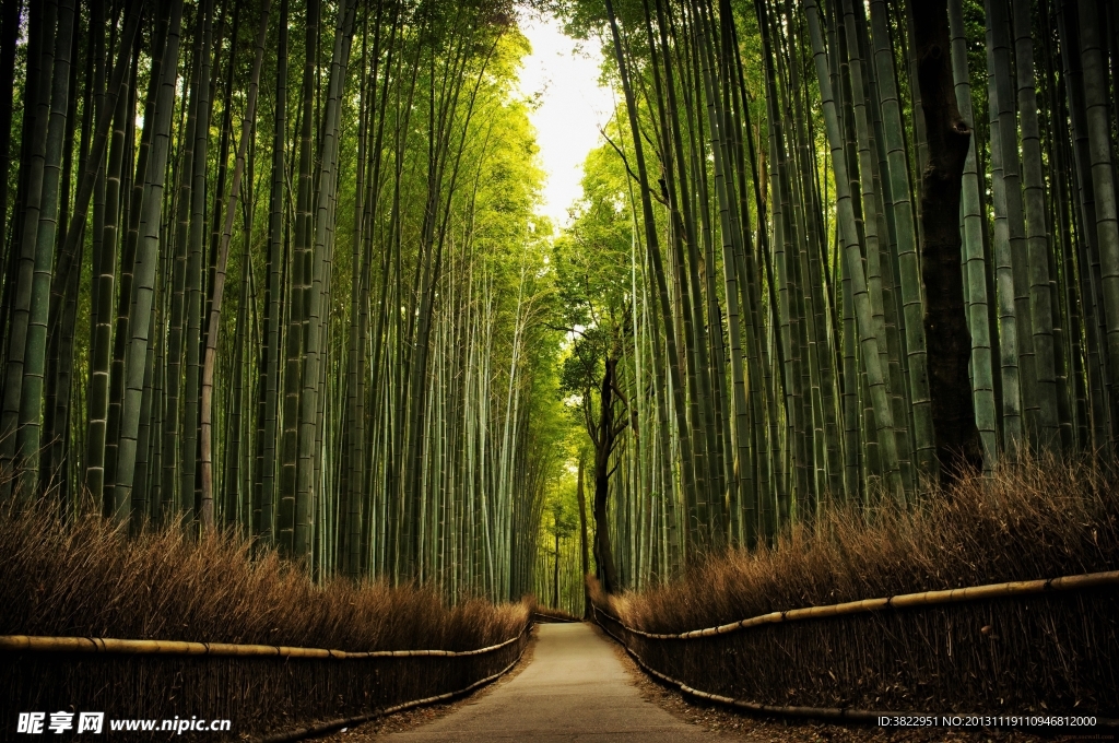 林荫大道