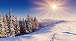树林雪地