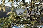松树