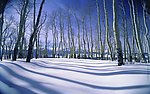 树林雪景