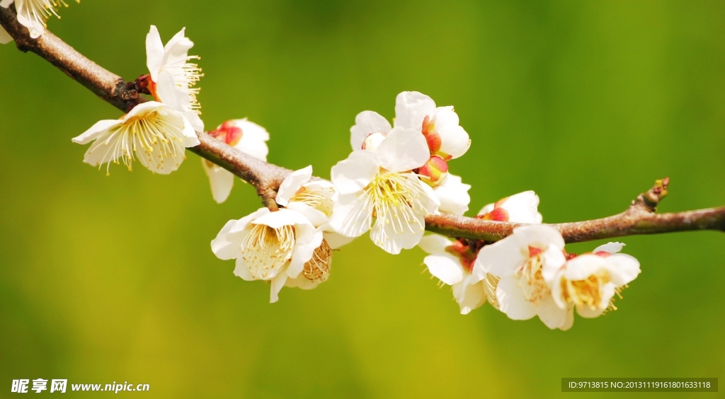 苹果花