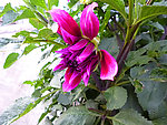 大丽菊