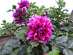 大丽菊