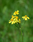 野菊花