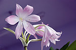 玉米兰花开