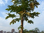 木瓜树