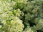 蜜蜂采蜜