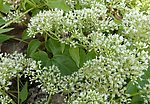 蜜蜂采蜜