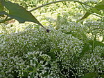 蜜蜂采蜜