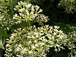 蜜蜂采蜜