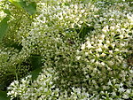 蜜蜂采蜜