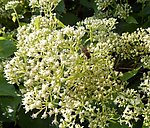 蜜蜂采蜜