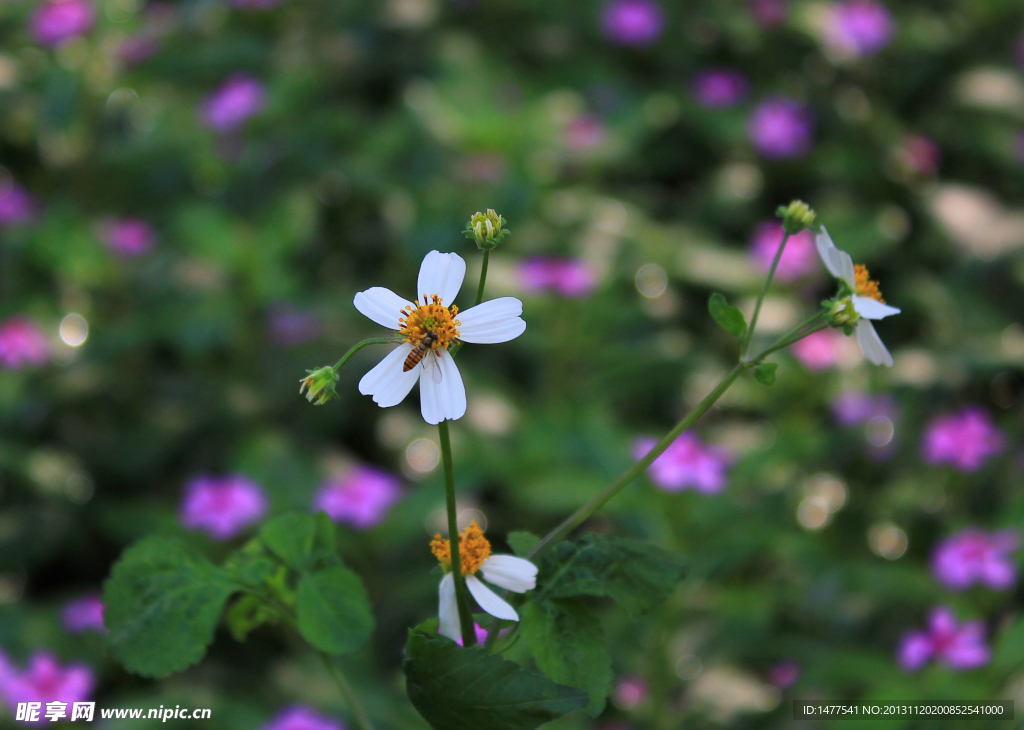 野花蜜蜂