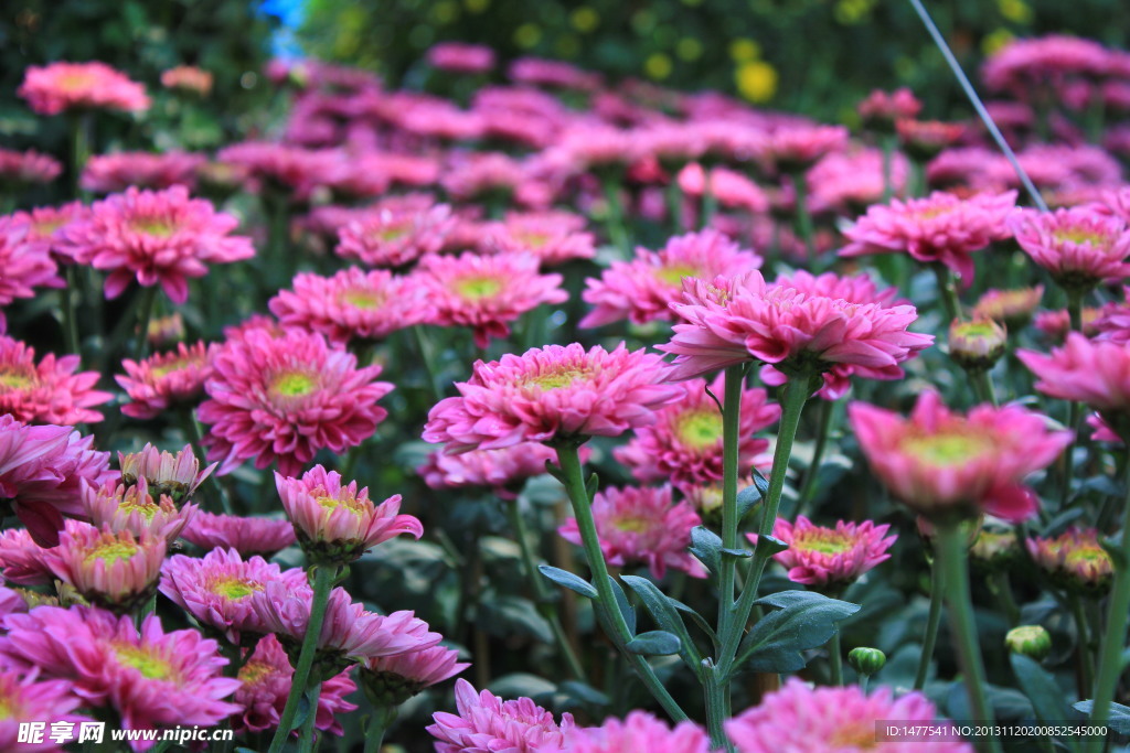 菊花