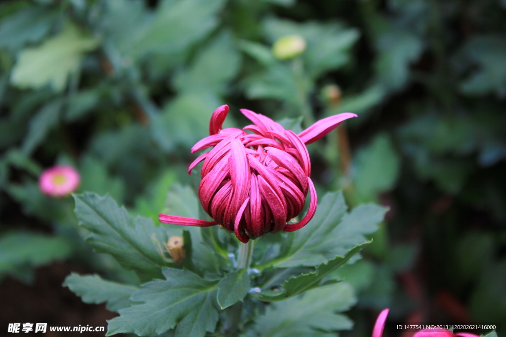 菊花苞