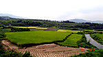 田野