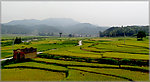 田野