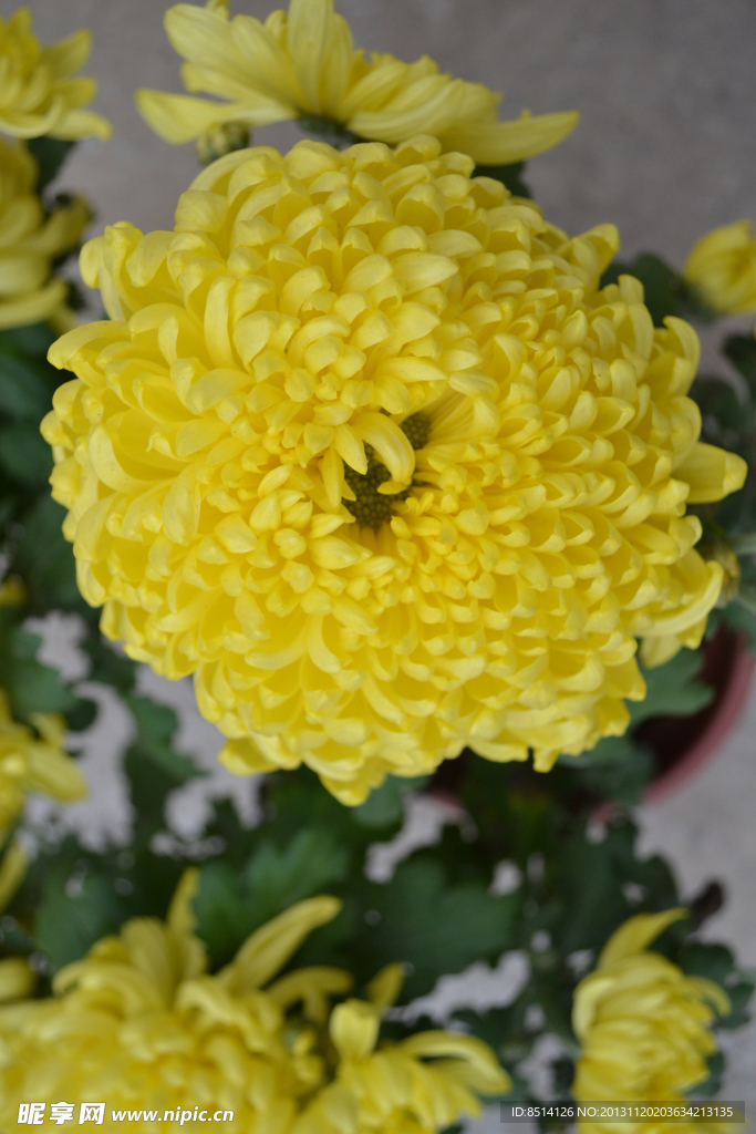菊花