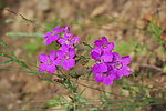 石竹花