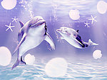 海豚